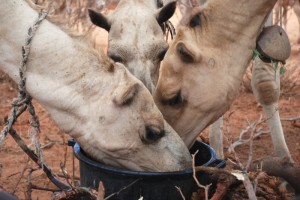 Livestock in Kenya