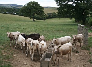 group of cattle waiting to get fed