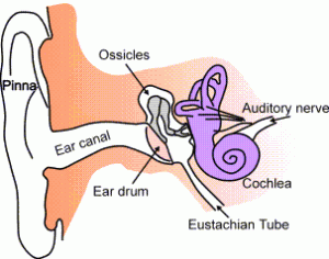 anatomy of the inner ear