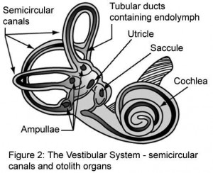 vestibular system