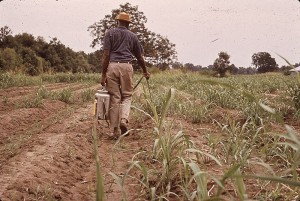 man hand spraying crops