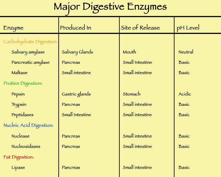 list of major digestive enzymes