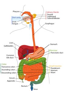 diagram of digestive system 