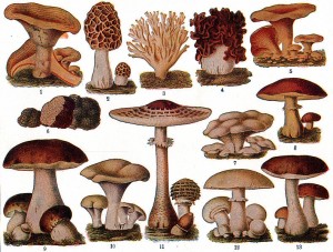 edible fungi