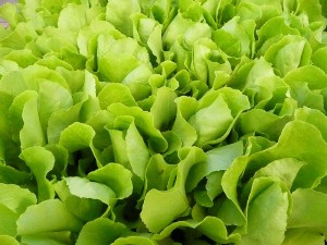 green lettuce