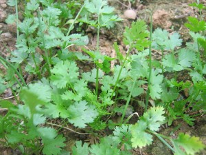 Coriander in potassium broth