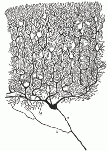 nerve cells - vitamin B12?