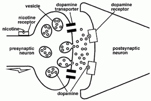 dopamine release in a synapse