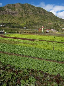 field of lettuces growing