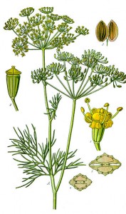 botanical drawings of dill