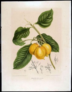 Garcinia fruit drawing