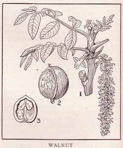 walnut tree drawing, walnut in shell and walnut half