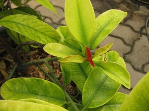 Garcinia Cambogia plant