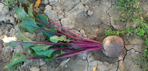 beetroot on soil