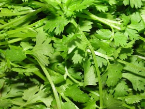 herb share - coriander