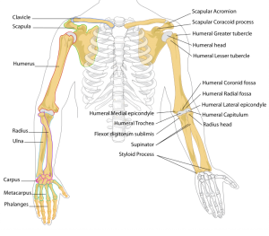 human arm bones diagram
