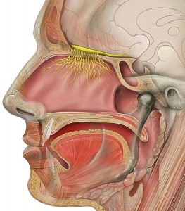 olfactory anatomy - sense of smell