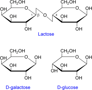 hydrolisis of lactose into glucose and galactase