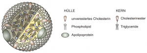 lipoprotein structure in German