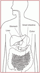 small intestine in digestive system