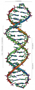 DNA structure