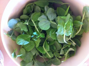 bowl of little pea leaves