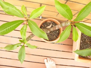 frangipani growing in pot plant