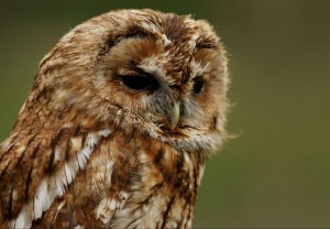 feathery owl