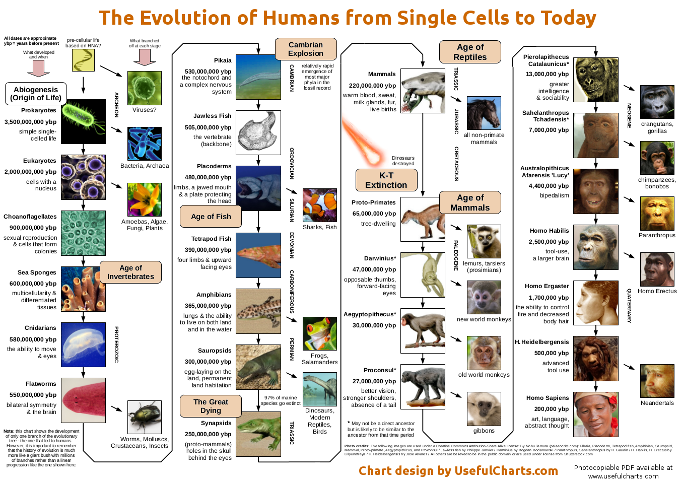 brief history of evolution - timeline graphic