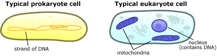 prokaryotes and eukaryotes cell structure