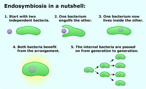 from prokaryotes to eukaryotes - evolution berkeley